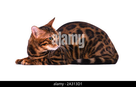 Portrait von Bengal Katze, auf weißem Hintergrund Stockfoto
