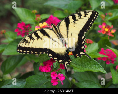 Weibliche Eastern Tiger Swallowtail Butterfly, Indiana, USA, Juli 29, 2019, © katharine Andriotis Stockfoto