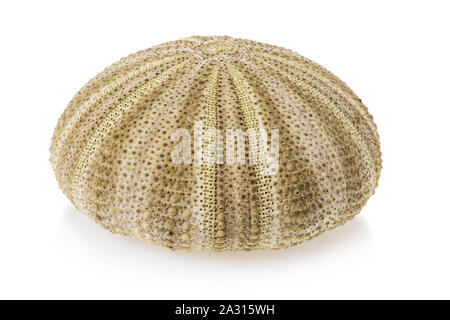 Seeigel Shell auf weißem Hintergrund Stockfoto
