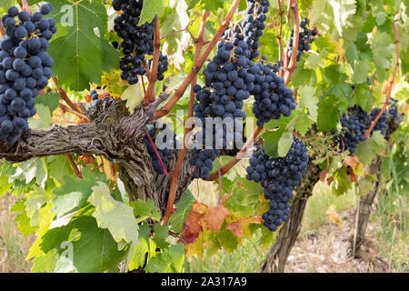 Tempranillo Trauben wachsen in der Bodega Kellerei Ysios Weinberg, Languardia, Spanien Stockfoto