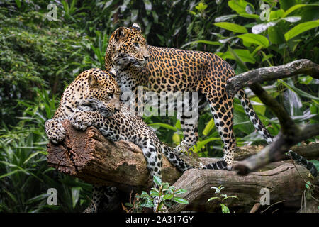 Sri Lanka Leopard (Panthera pardus kotiya) Paar in Baum, beheimatet in Sri Lanka Stockfoto