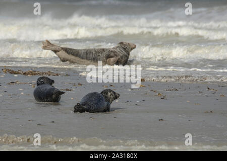 Gris, veaux Marins, petit Phoque, Écume, tempête, Côte picarde, Saint Valery sur Somme, Baie de Somme, tête Hors de leau, Phoque nage, Soleil, animaux Marins. Stockfoto