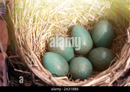 Nest mit 6 Eiern Kupplung von Thrush - die Rotdrossel (Turdus Iliacus) Stockfoto