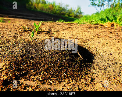 Erde Ameisen (lasius) der Eingang von schönen Haufen von Schmutz auf dem Boden Ameisenhaufen Stockfoto