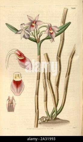 Epidendrum stenopetalum (Dimerandra stenopetala) Curtis v. 62 (K.A. 9) pl3410. Stockfoto