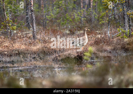 Wald - Zucht bean Goose (Anser fabalis fabalis) Unterarten. Diese Gans ist einfach in den Wald, die für andere tiefland Gees ungewöhnliche eindringen kann Stockfoto