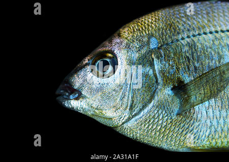 Seebrassen (Dorade, Sargus annularis) von der Küste der Krim am Schwarzen Meer. Brustbild auf Schwarz Stockfoto