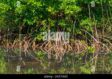 Mangroven am Ufer eines Sees, der Wurzeln und Blätter im Wasser spiegelt Stockfoto