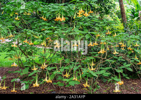 Der Goldene Engel Trompete (Brugmansia aurea) - Florida, USA Stockfoto