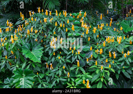 Goldene Garnelen Werk alias Lollipop plant (Pachystachys lutea) - Florida, USA Stockfoto