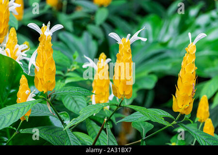 Goldene Garnelen Werk alias Lollipop plant (Pachystachys lutea) closeup - Florida, USA Stockfoto