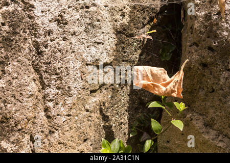 Trocken gefallenen Blatt, cought durch spidernet, scheint gerade in der Luft hängen. Rock im Hintergrund. Da Terra Faial, Sao Miguel, Azoren, Portugal. Stockfoto