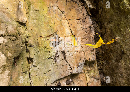 Trocken gefallenen Blatt, cought durch spidernet, scheint gerade in der Luft hängen. Rock im Hintergrund. Da Terra Faial, Sao Miguel, Azoren, Portugal. Stockfoto