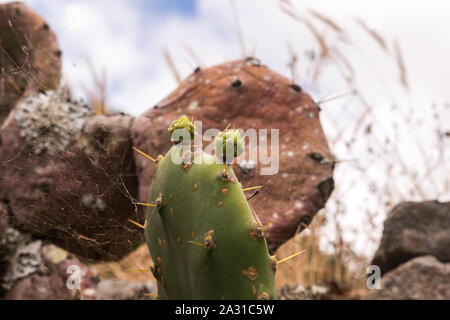 Grünes Blatt eines Opuntia Kakteen mit zwei jungen Blätter. Alte trockenen Kakteen im verschwommenen Hintergrund. Bewölkter Himmel. Da Terra Faial, Sao Miguel, Azoren Insel Stockfoto