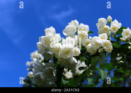 Das Bild zeigt die weißen Jasmin im Garten. Stockfoto