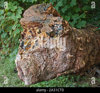 Einen umgestürzten Baumstamm im Unterholz stellt ein Muster Stockfoto