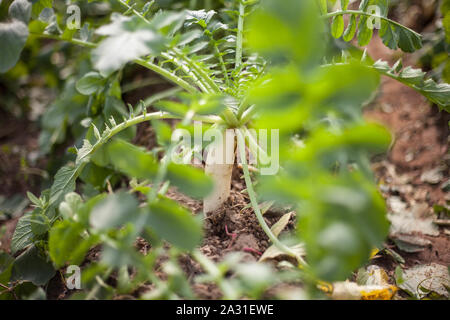 Das Rettich ist ein essbares Wurzelgemüse der Familie der Brassicaceae, das in Asien in vorrömischer Zeit domestiziert wurde. Stockfoto