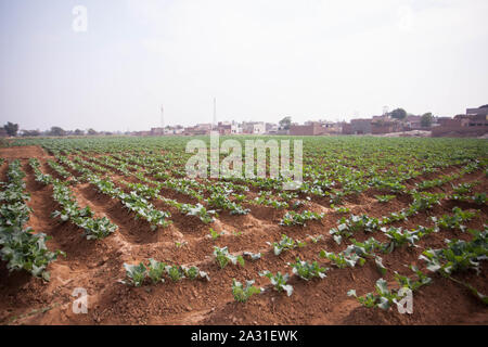 Blumenkohl ist eines von mehreren Gemüse der Art Brassica oleracea in der Gattung Brassica, die in der Familie Brassicaceae steht. Stockfoto