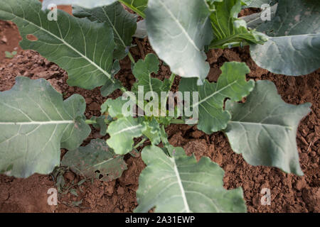 Blumenkohl ist eines von mehreren Gemüse der Art Brassica oleracea in der Gattung Brassica, die in der Familie Brassicaceae steht. Stockfoto