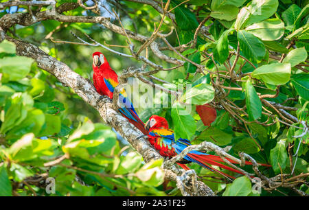 Ein paar Aras auf einen Baum im Corcovado Nationalpark in Costa Rica Stockfoto