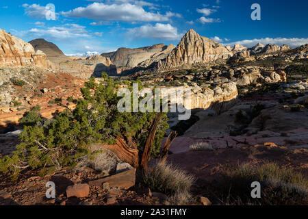 Einen Wacholder entlang der Navajo Knöpfe Trail unter Pectol Pyramide wächst. Capitol Reef National Park, Utah Stockfoto