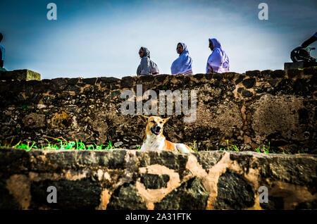 Straße Hund von Sri Lanka, in der Sonne zu sitzen auf der Mauer Mauer von Galle Fort Stockfoto