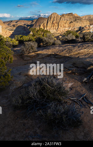 Wüste Büsche und Bäume wachsen unter Pectol der Pyramide und die Henry Mountains entlang der Navajo Knöpfe Trail. Capitol Reef National Park, Utah Stockfoto