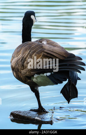 Kanada Gans auf ein Bein Stockfoto
