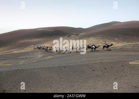 Kamelreiten im Nationalpark Timanfaya. Lanzarote. Kanarischen Inseln. Spanien. Stockfoto