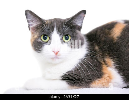 Ein zaghafter Verdünnen Calico inländischen Kurzhaar Katze mit Pupillenerweiterung Stockfoto