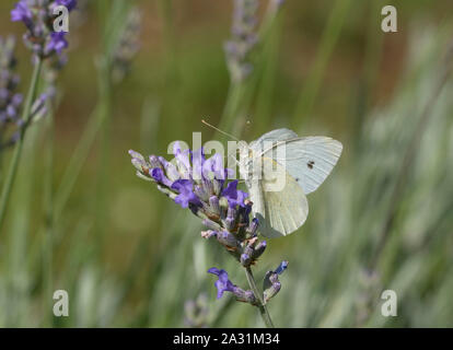 Kleine Weiße, Artogeia rapae, alleinstehenden Fütterung auf Lavendel. Juli genommen. Lea Valley, Essex, Großbritannien. Stockfoto