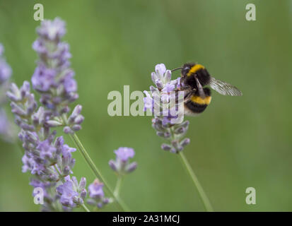 Buff-tailed Hummel, Bombus terrestris, Alleinstehenden Fütterung auf Lavendelblüten, Lea Valley, Essex, Großbritannien Stockfoto