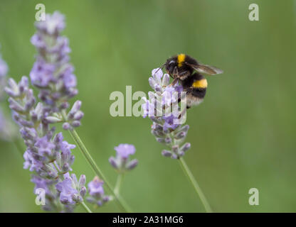 Buff-tailed Hummel, Bombus terrestris, Alleinstehenden Fütterung auf Lavendelblüten, Lea Valley, Essex, Großbritannien Stockfoto