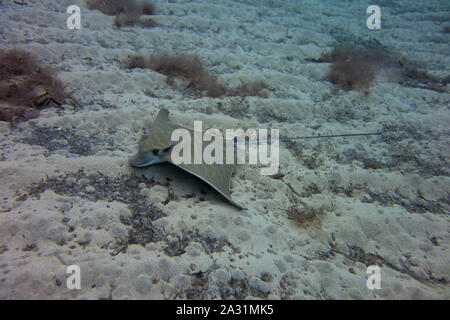 Bullray, Aetomylaeus bovnius, aus dem Mittelmeer. Schwimmen und Jagd auf dem Meeresgrund. In Malta gefangen. Stockfoto