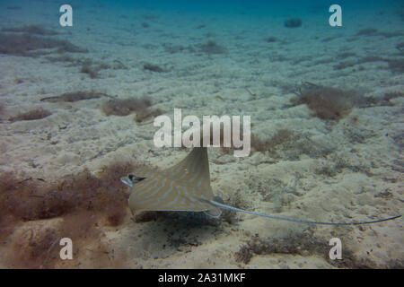 Bullray, Aetomylaeus bovnius, aus dem Mittelmeer. Schwimmen und Jagd auf dem Meeresgrund. In Malta gefangen. Stockfoto