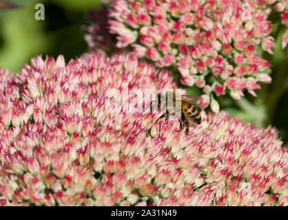 Honigbiene, Apis mellifera, alleinstehenden Fütterung auf Sedum. Lea Valley, Essex, Großbritannien. Stockfoto