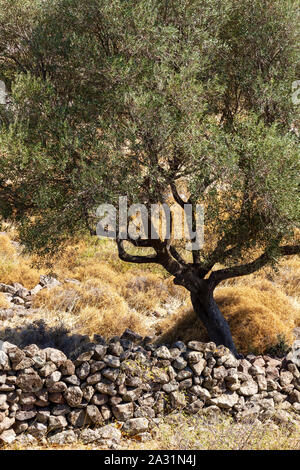 Stone Wall Paddock in einem Olivenöl baum feld in Lesbos, Griechenland. Europa. Stockfoto