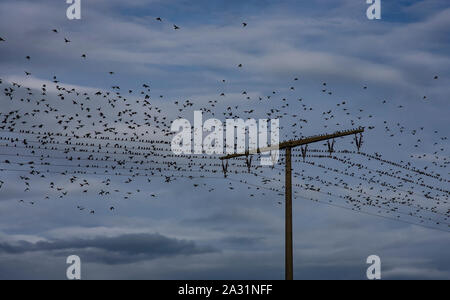 Stare Firma Volery auf einem Strommast Stockfoto