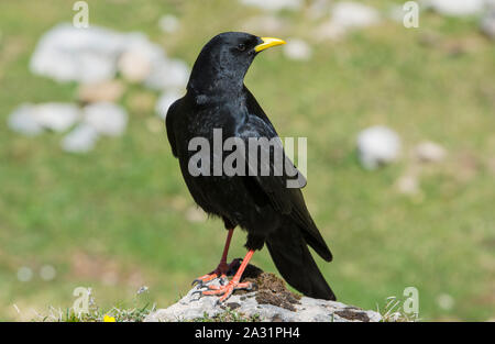 Pyrrhocorax Pfeifhasen (Ochotonidae) in den Bergen im Nationalpark Picos de Europa Spanien Stockfoto