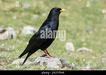 Pyrrhocorax Pfeifhasen (Ochotonidae) in den Bergen im Nationalpark Picos de Europa Spanien Stockfoto