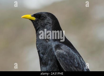 Pyrrhocorax Pfeifhasen (Ochotonidae) in den Bergen im Nationalpark Picos de Europa Spanien Stockfoto