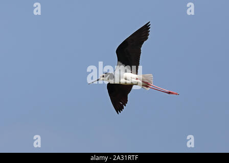 Weiß-backed Stelzenläufer (Himantopus himantopus Melanurus) Erwachsene im Flug zentrale Chile Januar Stockfoto