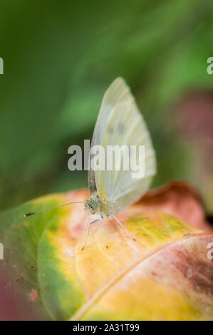 Gemeinsame Brimstone Gonepteryx rhamni () sitzt auf einem Blatt Stockfoto