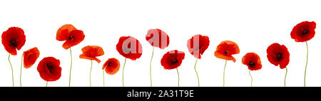 Mohn Blumen auf weißem Hintergrund Hintergrund Stockfoto