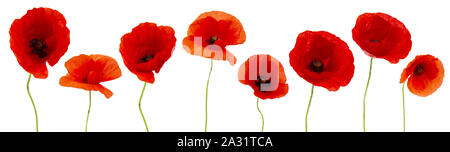 Mohn Blumen auf weißem Hintergrund Hintergrund Stockfoto