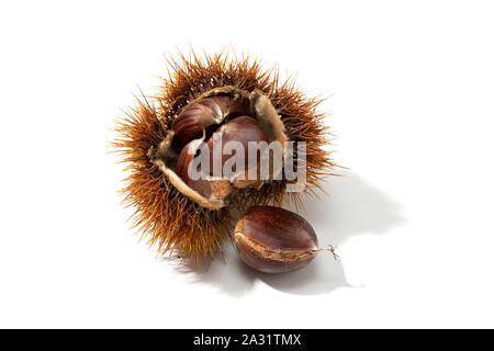 Schale und Kastanien im Inneren auf weißem Hintergrund öffnen. Castanea sativa Stockfoto