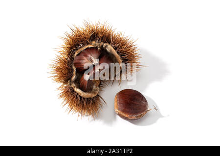 Schale und Kastanien im Inneren auf weißem Hintergrund öffnen. Castanea sativa Stockfoto