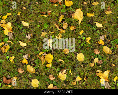 Herbst nahtlose Textur des grünen Grases mit Gelben Blättern Stockfoto