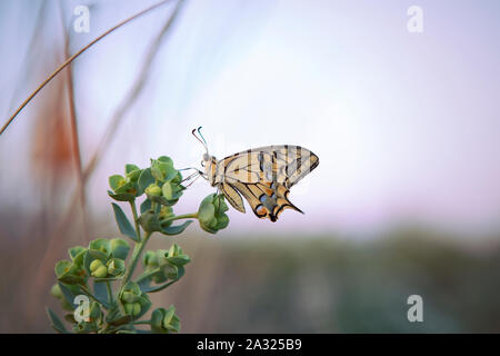 Männliche Profil der Schwalbenschwanz Schmetterling sitzt auf grüne Pflanze, Himmel, Hintergrund. Eastern Tiger Butterfly. Gelb, Papilionidae. Italien Stockfoto