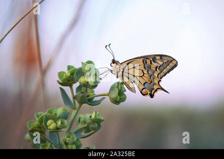 Männliche Profil der Schwalbenschwanz Schmetterling sitzt auf grüne Pflanze, unscharf Hintergrund. Eastern Tiger Butterfly schließen oben mit schönen verzierten Flügeln. Stockfoto